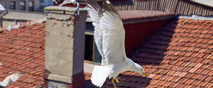 Residential Chimney Animal Removal Solution in Shorewood, IL
